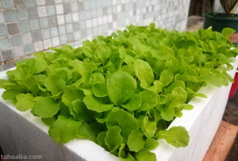 家里种6种蔬菜，收获真多，简单好养实用，阳台变成小菜园