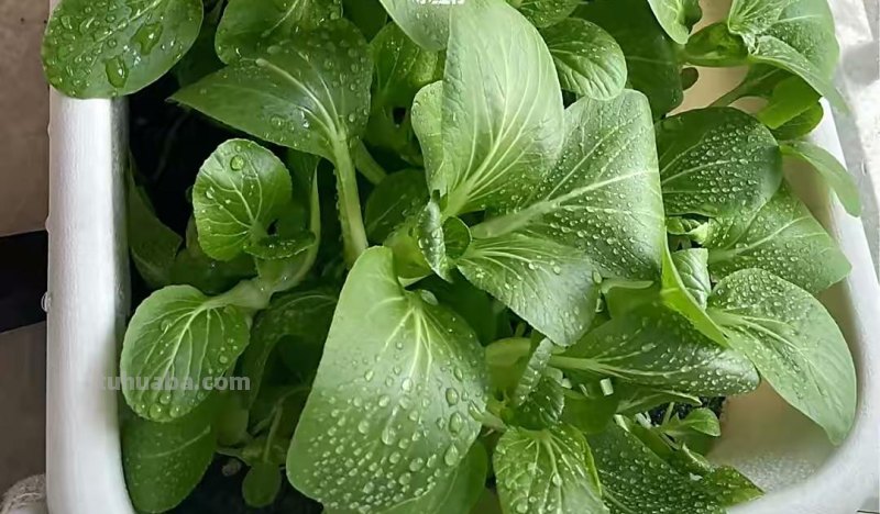 家里种6种蔬菜，收获真多，简单好养实用，阳台变成小菜园