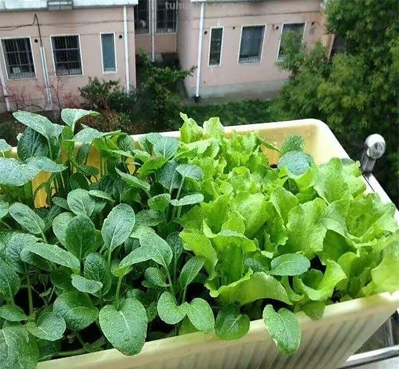 家里种6种蔬菜，收获真多，简单好养实用，阳台变成小菜园
