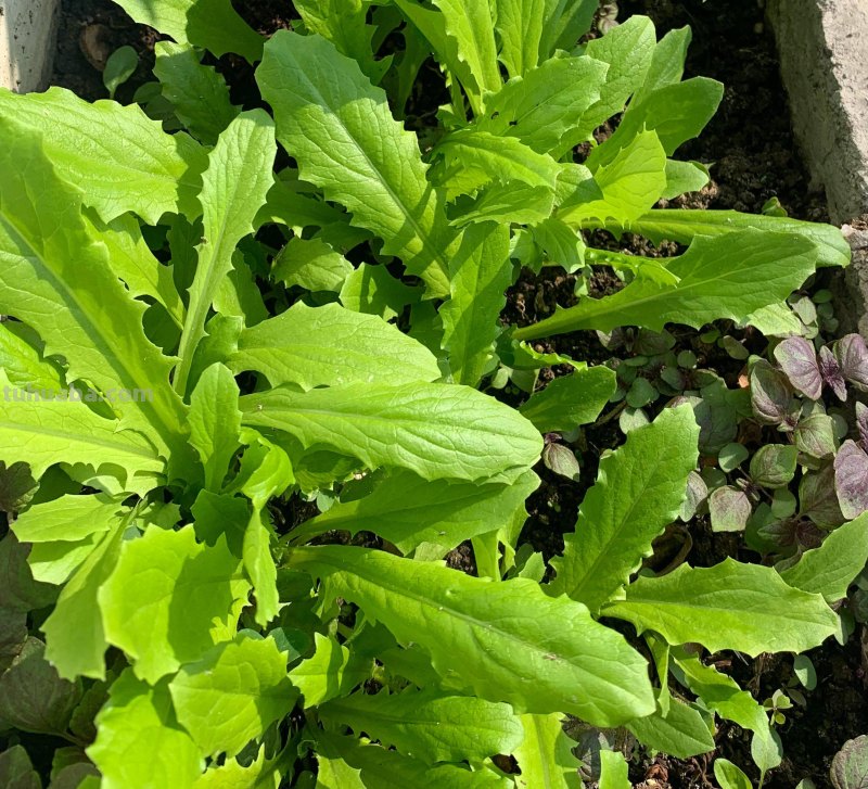 家里种6种蔬菜，收获真多，简单好养实用，阳台变成小菜园