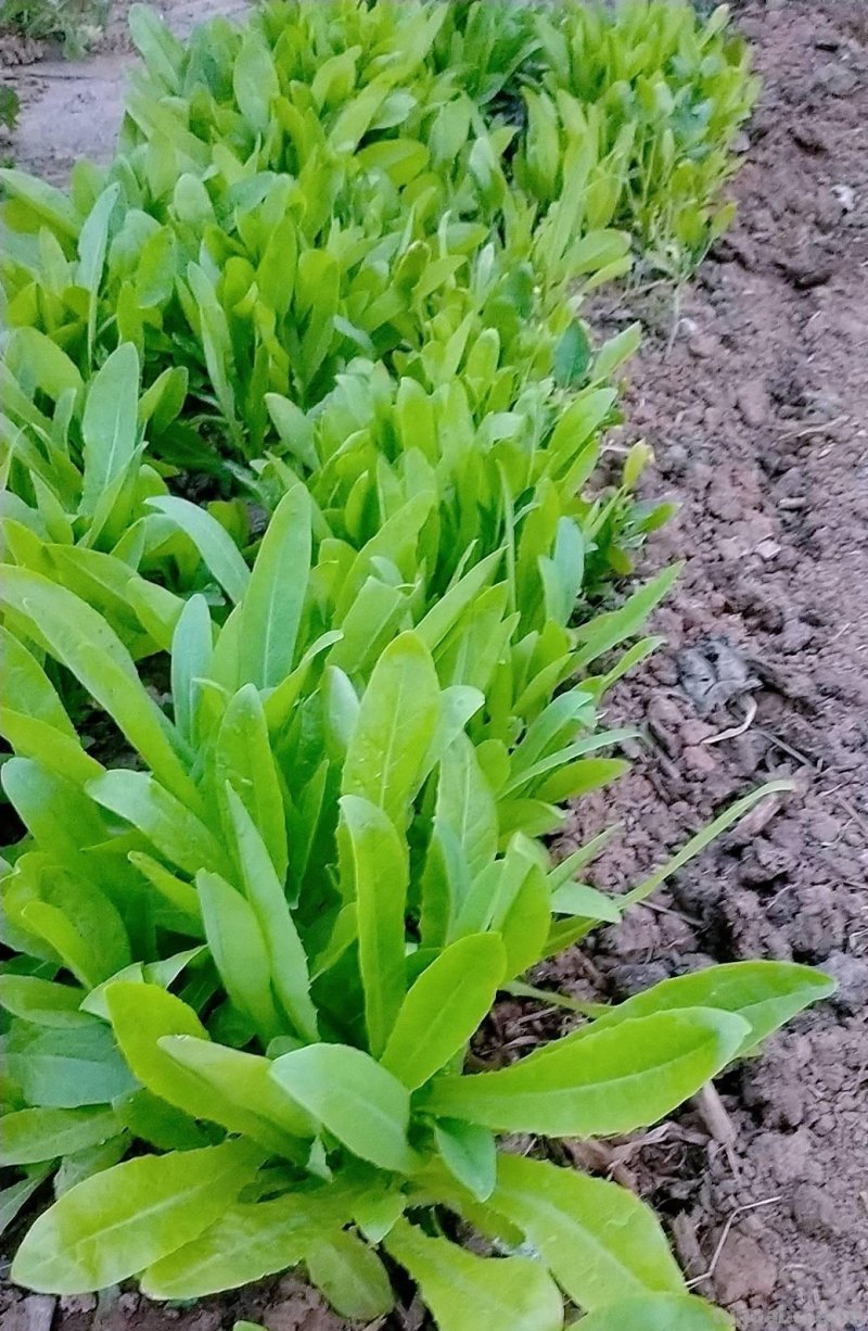 家里种6种蔬菜，收获真多，简单好养实用，阳台变成小菜园