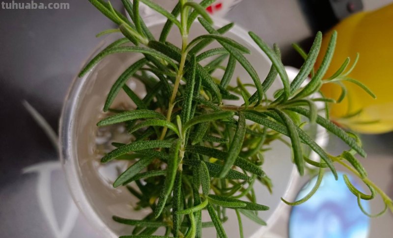 家里种6种蔬菜，收获真多，简单好养实用，阳台变成小菜园