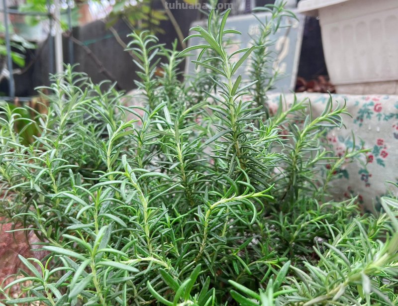 家里种6种蔬菜，收获真多，简单好养实用，阳台变成小菜园