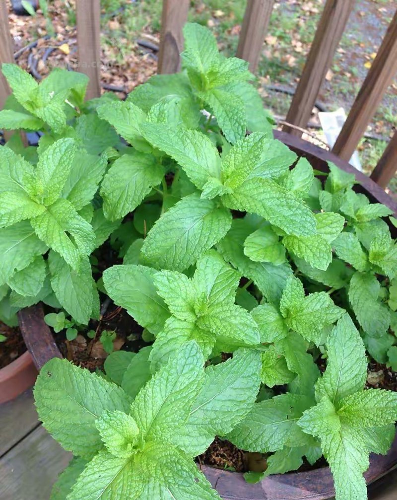 家里种6种蔬菜，收获真多，简单好养实用，阳台变成小菜园