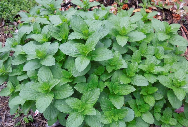 家里种6种蔬菜，收获真多，简单好养实用，阳台变成小菜园