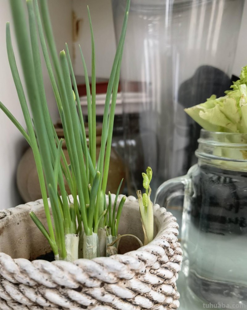 家里种6种蔬菜，收获真多，简单好养实用，阳台变成小菜园