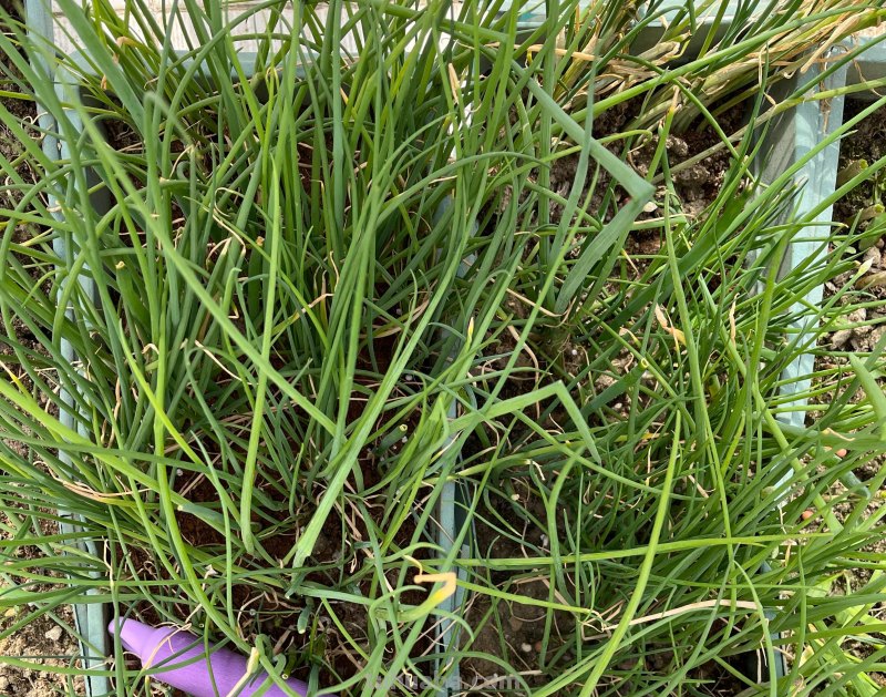 家里种6种蔬菜，收获真多，简单好养实用，阳台变成小菜园