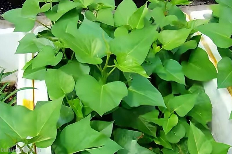 家里种6种蔬菜，收获真多，简单好养实用，阳台变成小菜园