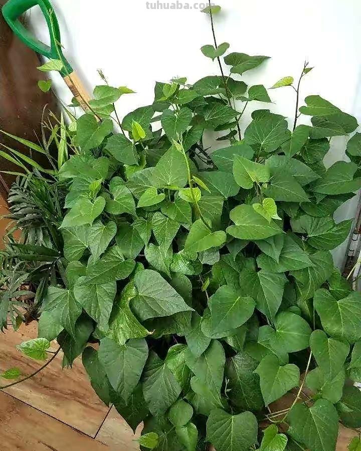 家里种6种蔬菜，收获真多，简单好养实用，阳台变成小菜园