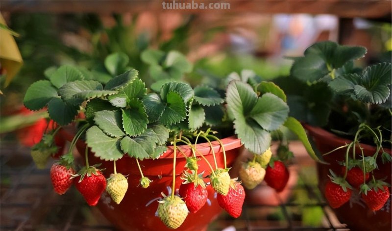 家庭种草莓，“2点”非常关键，顺利成活，开花结果，硕果累累