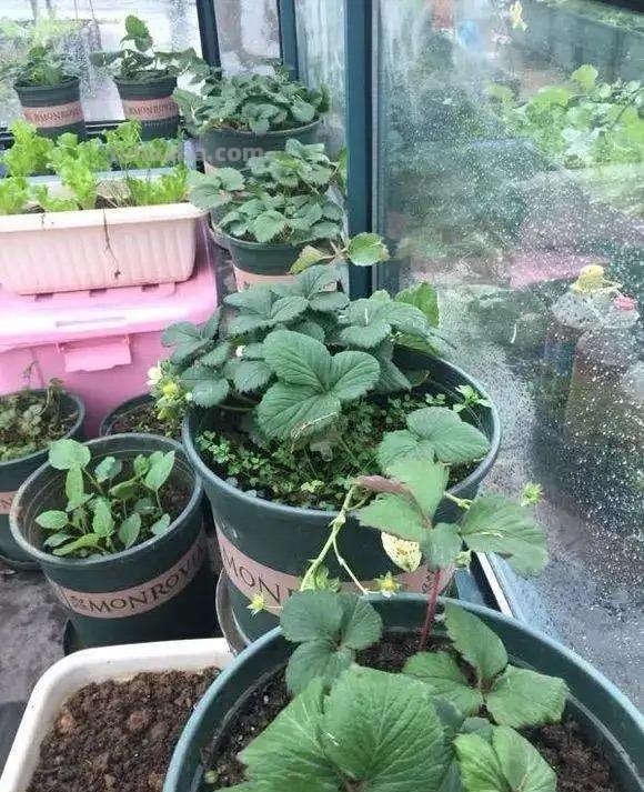 家庭种草莓，“2点”非常关键，顺利成活，开花结果，硕果累累