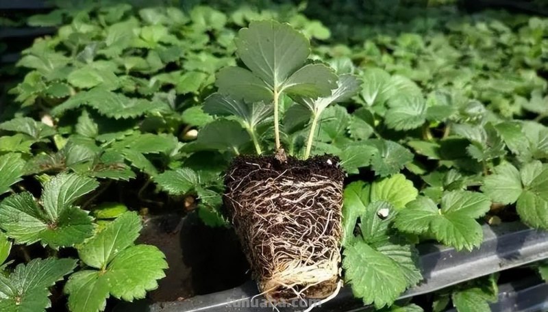 家庭种草莓，“2点”非常关键，顺利成活，开花结果，硕果累累