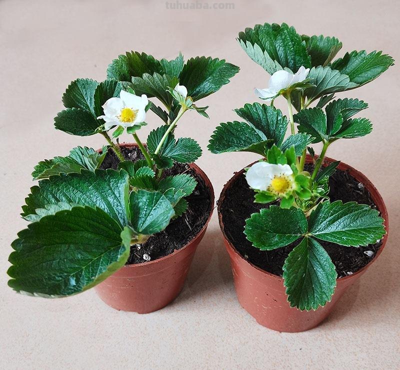 家庭种草莓，“2点”非常关键，顺利成活，开花结果，硕果累累