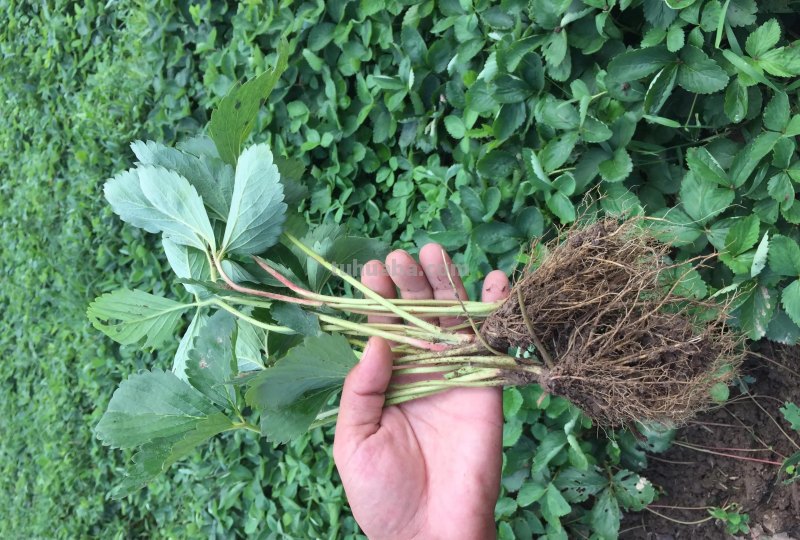 家庭种草莓，“2点”非常关键，顺利成活，开花结果，硕果累累