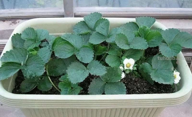 家庭种草莓，“2点”非常关键，顺利成活，开花结果，硕果累累