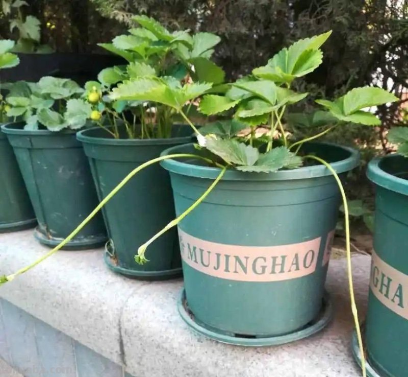 家庭种草莓，“2点”非常关键，顺利成活，开花结果，硕果累累