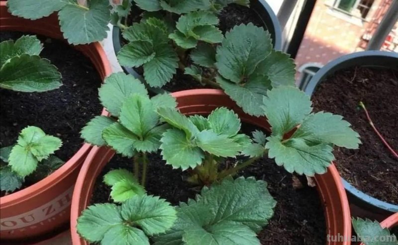 家庭种草莓，“2点”非常关键，顺利成活，开花结果，硕果累累