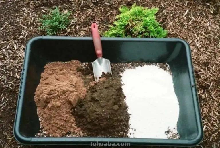 家庭种草莓，“2点”非常关键，顺利成活，开花结果，硕果累累