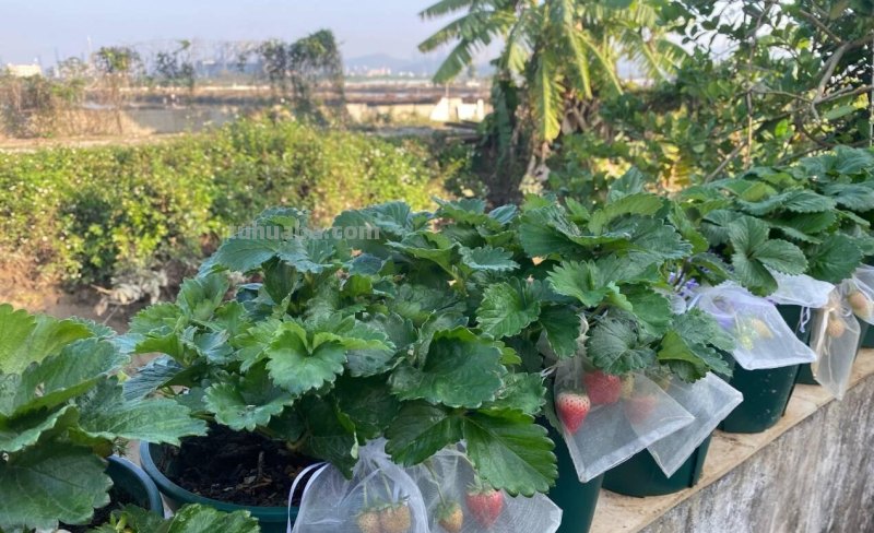 家庭种草莓，“2点”非常关键，顺利成活，开花结果，硕果累累