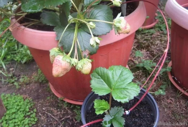 家庭种草莓，“2点”非常关键，顺利成活，开花结果，硕果累累