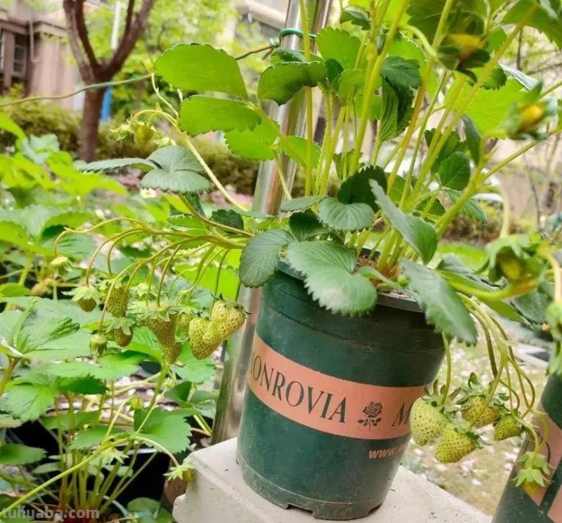 家庭种草莓，“2点”非常关键，顺利成活，开花结果，硕果累累