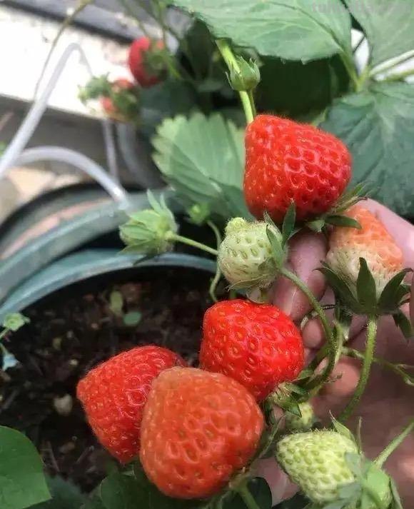 家庭种草莓，“2点”非常关键，顺利成活，开花结果，硕果累累