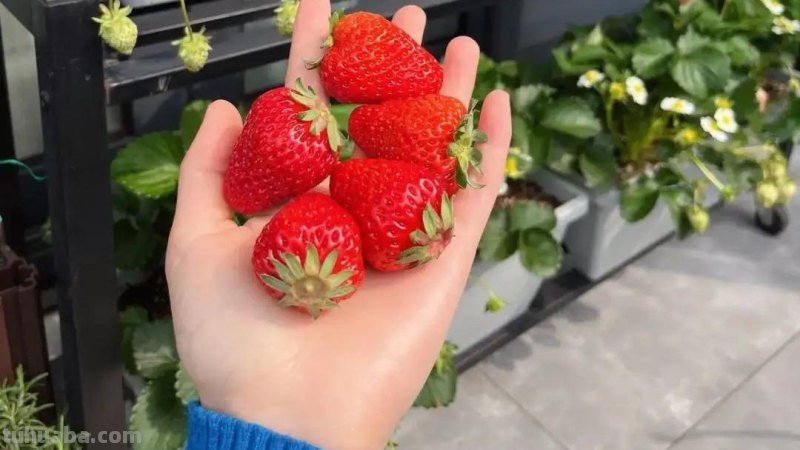 家庭种草莓，“2点”非常关键，顺利成活，开花结果，硕果累累