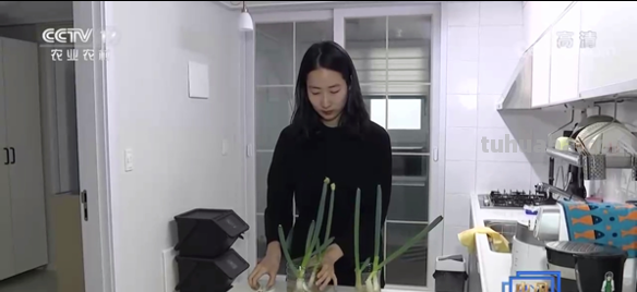 大葱进入“10元+时代”，教你在家简易种大葱，只需三步