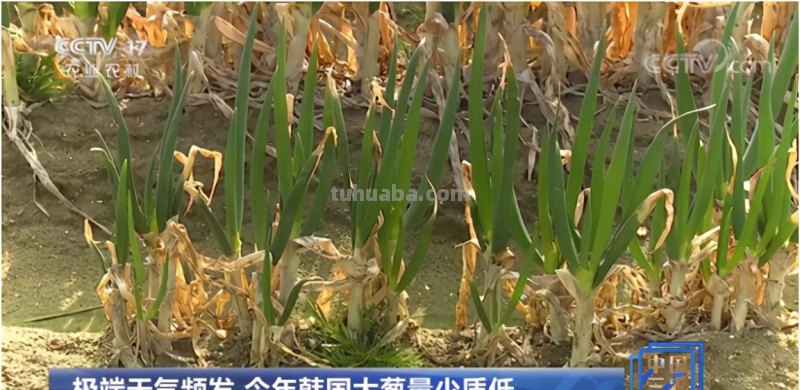 大葱进入“10元+时代”，教你在家简易种大葱，只需三步