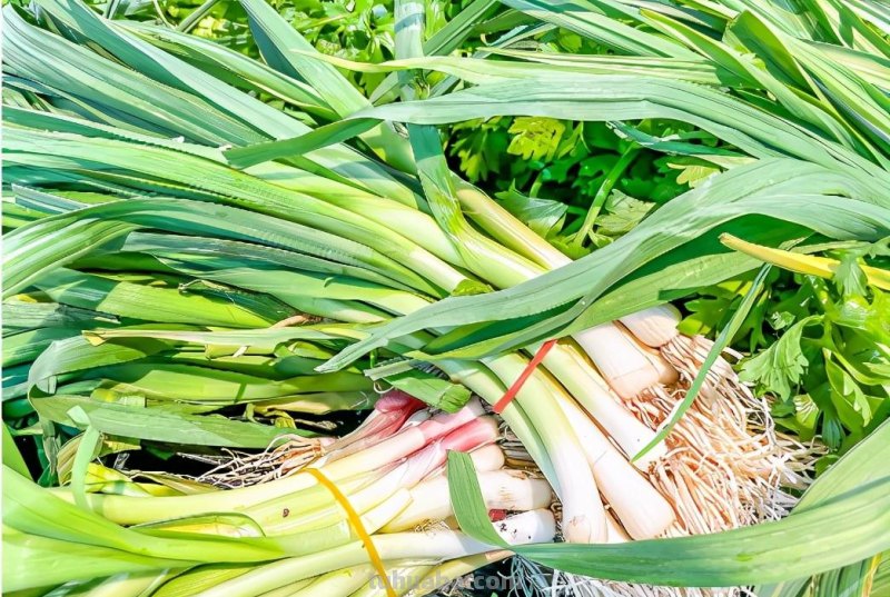 大葱进入“10元+时代”，教你在家简易种大葱，只需三步