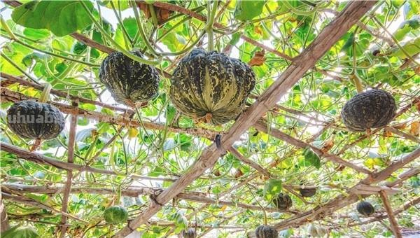 家庭南瓜的种植方法及养护要点