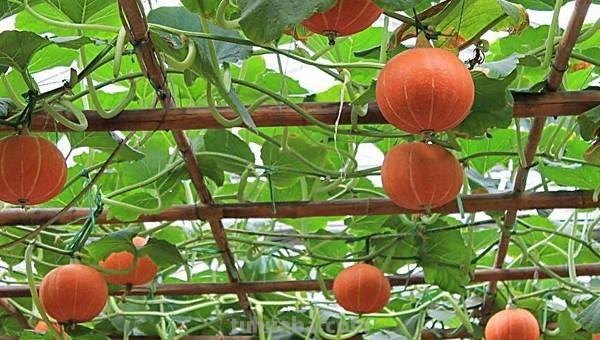 家庭南瓜的种植方法及养护要点