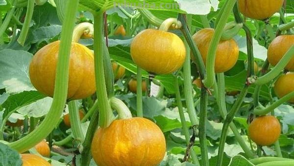 家庭南瓜的种植方法及养护要点