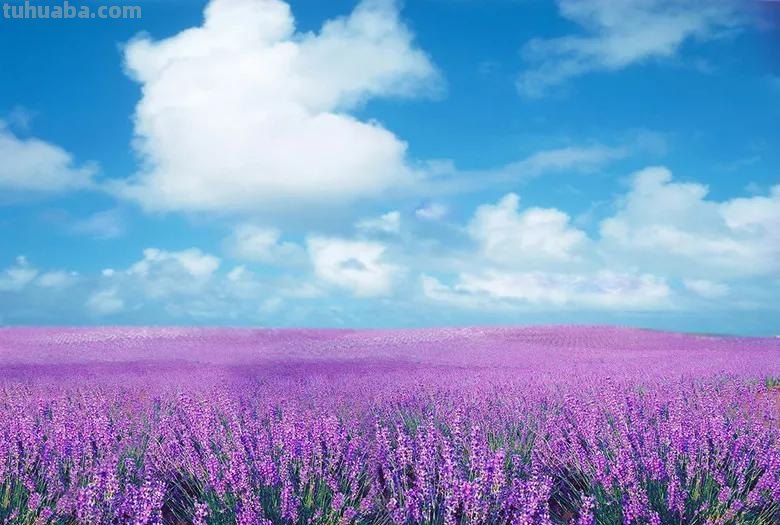 各种花代表的花语，你还知道哪些？
