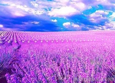 各种花代表的花语，你还知道哪些？