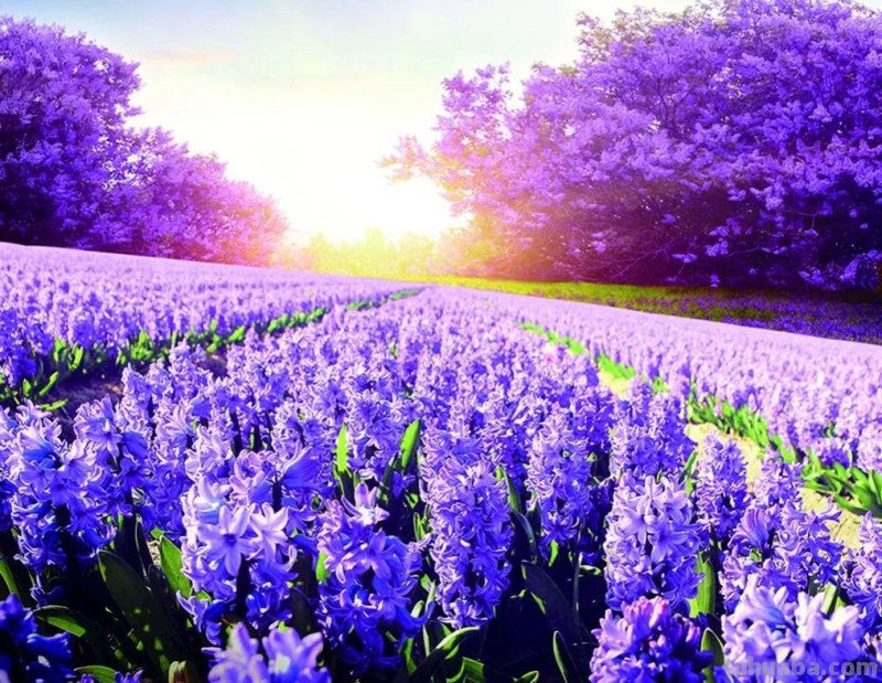 各种花代表的花语，你还知道哪些？