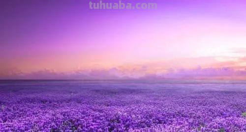 各种花代表的花语，你还知道哪些？
