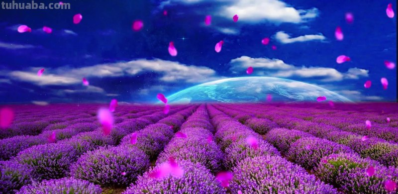 各种花代表的花语，你还知道哪些？