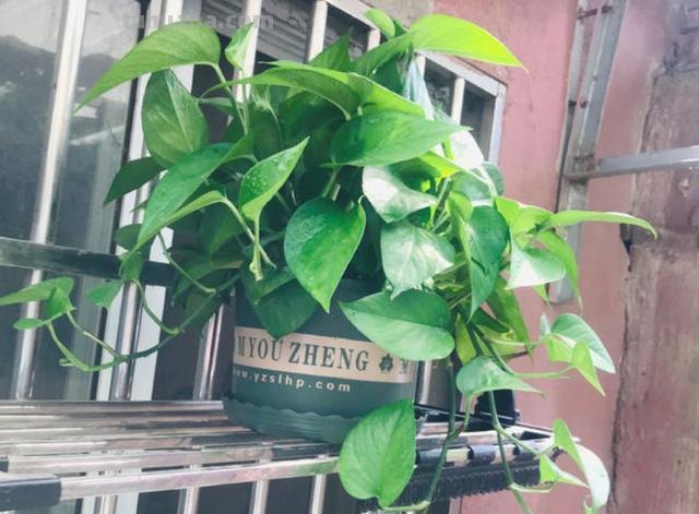 养绿萝，记住“8个字”，叶片大又亮，越长越旺，四季不黄叶