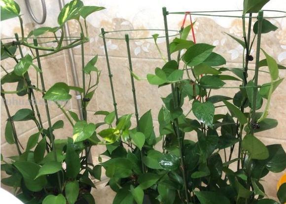 养绿萝，记住“8个字”，叶片大又亮，越长越旺，四季不黄叶