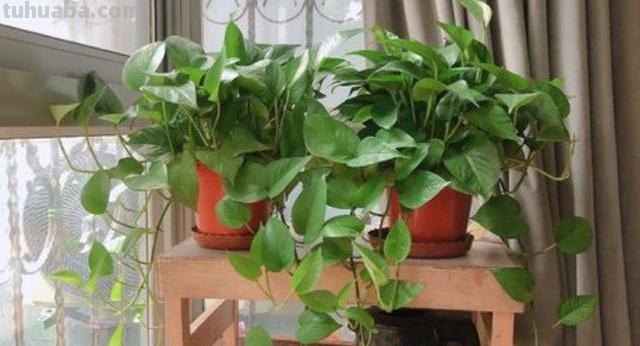 养绿萝，记住“8个字”，叶片大又亮，越长越旺，四季不黄叶