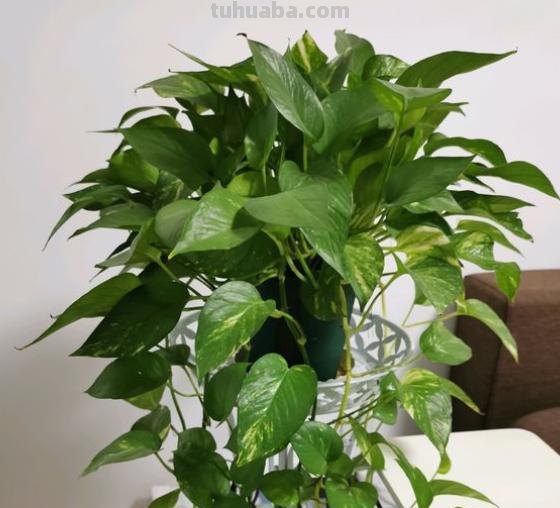 养绿萝，记住“8个字”，叶片大又亮，越长越旺，四季不黄叶