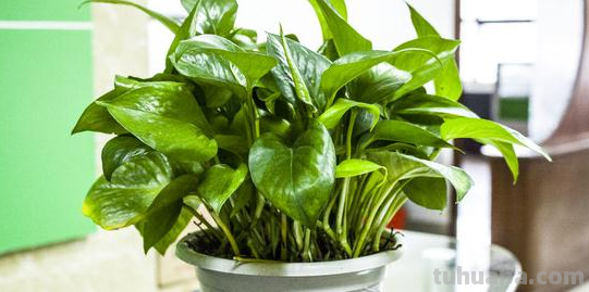 绿萝好养要求不高,放在室内注意3点,不黄叶干叶,也不烂根 绿萝好养要求不高,放在室内注意3点,不黄叶干叶,也不烂根