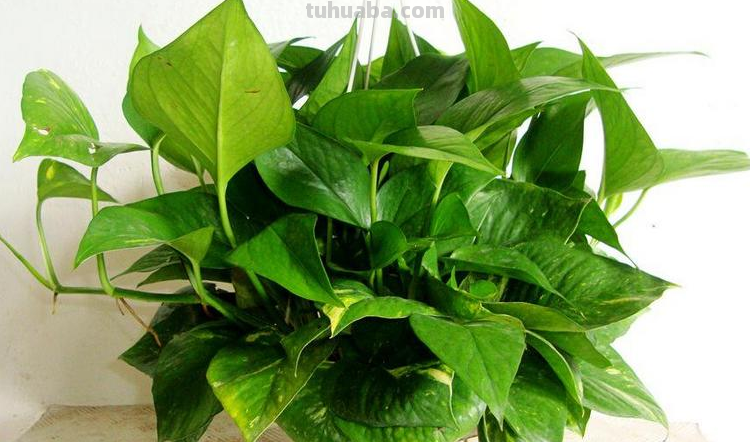绿萝好养要求不高,放在室内注意3点,不黄叶干叶,也不烂根 绿萝好养要求不高,放在室内注意3点,不黄叶干叶,也不烂根