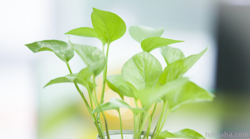 绿萝好养要求不高,放在室内注意3点,不黄叶干叶,也不烂根 绿萝好养要求不高,放在室内注意3点,不黄叶干叶,也不烂根