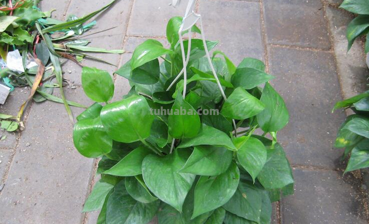 绿萝好养要求不高,放在室内注意3点,不黄叶干叶,也不烂根 绿萝好养要求不高,放在室内注意3点,不黄叶干叶,也不烂根