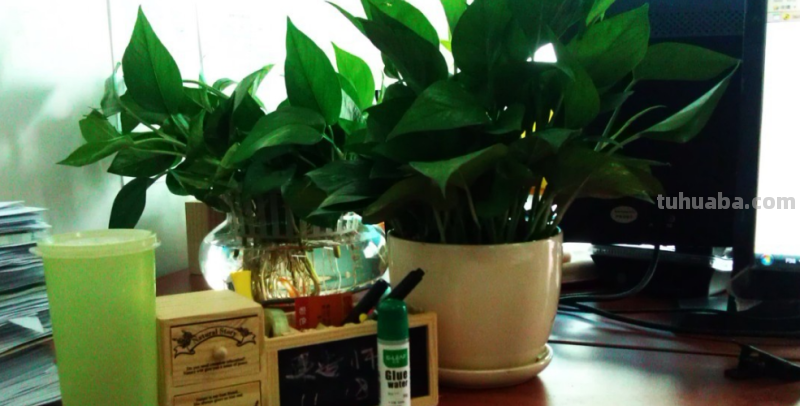 绿萝好养要求不高,放在室内注意3点,不黄叶干叶,也不烂根 绿萝好养要求不高,放在室内注意3点,不黄叶干叶,也不烂根