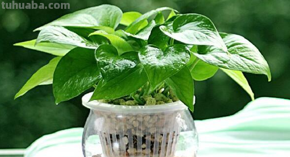 绿萝好养要求不高,放在室内注意3点,不黄叶干叶,也不烂根 绿萝好养要求不高,放在室内注意3点,不黄叶干叶,也不烂根