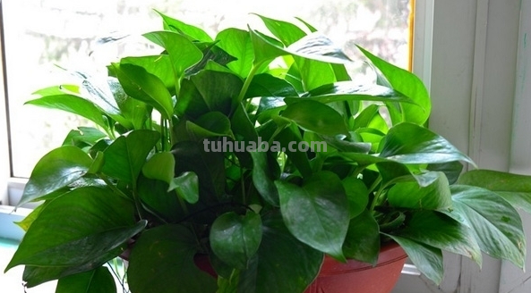 绿萝好养要求不高,放在室内注意3点,不黄叶干叶,也不烂根 绿萝好养要求不高,放在室内注意3点,不黄叶干叶,也不烂根