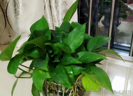 绿萝好养要求不高,放在室内注意3点,不黄叶干叶,也不烂根 绿萝好养要求不高,放在室内注意3点,不黄叶干叶,也不烂根